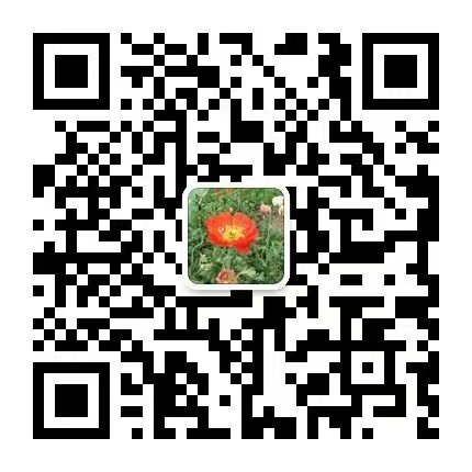 潮湿的夏天桃子移植版v6.05从事多